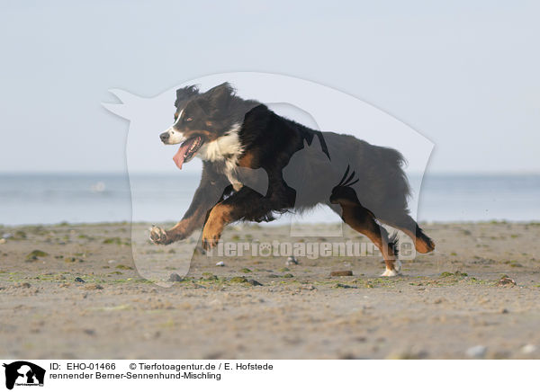 rennender Berner-Sennenhund-Mischling / running Bernese-Mountain-Dog-Mongrel / EHO-01466