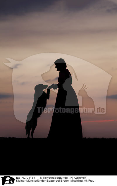 Kleiner-Mnsterlnder-Epagneul-Breton-Mischling mit Frau / Small-Munsterlander-Epagneul-Breton-Mongrel with woman / NC-01164