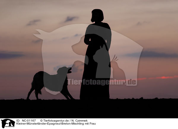 Kleiner-M�nsterl�nder-Epagneul-Breton-Mischling mit Frau / Small-Munsterlander-Epagneul-Breton-Mongrel with woman / NC-01167