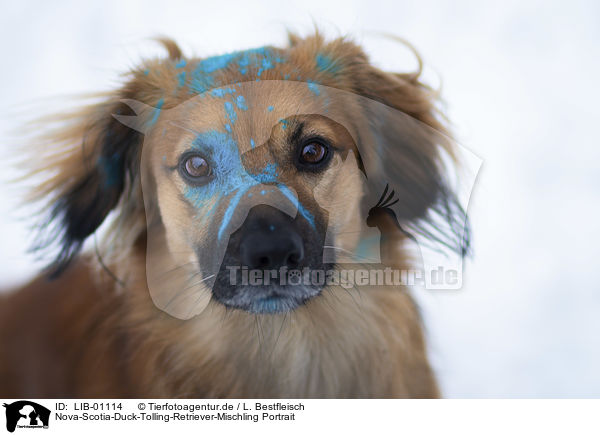 Nova-Scotia-Duck-Tolling-Retriever-Mischling Portrait / LIB-01114