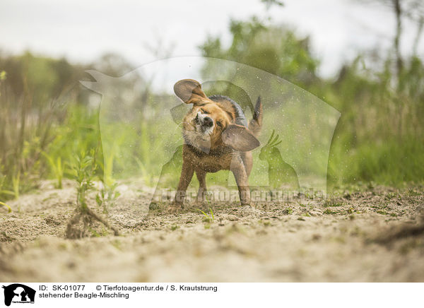 stehender Beagle-Mischling / standing Beagle-Mongrel / SK-01077