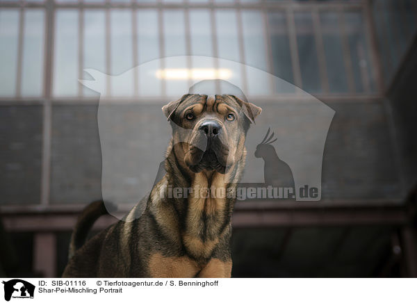 Shar-Pei-Mischling Portrait / Shar-Pei-Mongrel portrait / SIB-01116