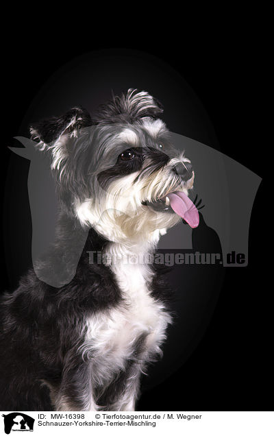 Schnauzer-Yorkshire-Terrier-Mischling / Schnauzer-Yorkshire-Terrier-Mongrel / MW-16398