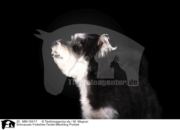 Schnauzer-Yorkshire-Terrier-Mischling Portrait / Schnauzer-Yorkshire-Terrier-Mongrel portrait / MW-16417