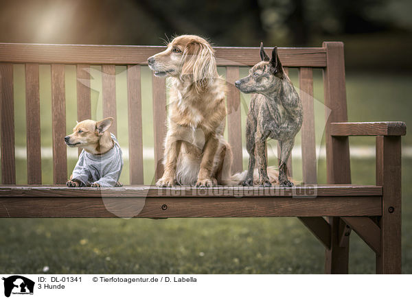 3 Hunde / 3 Dogs / DL-01341