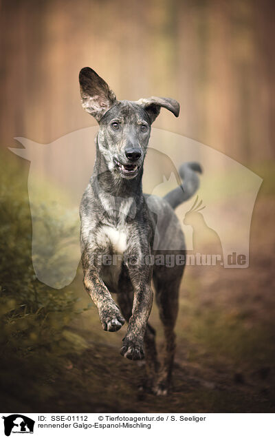 rennender Galgo-Espanol-Mischling / SSE-01112