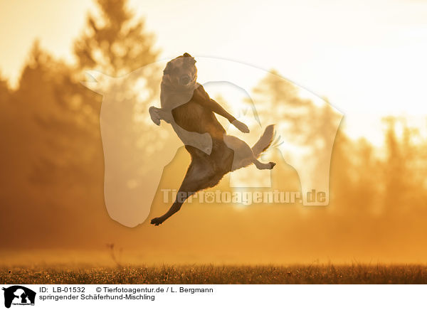 springender Schferhund-Mischling / LB-01532