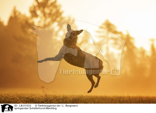 springender Schferhund-Mischling / LB-01533
