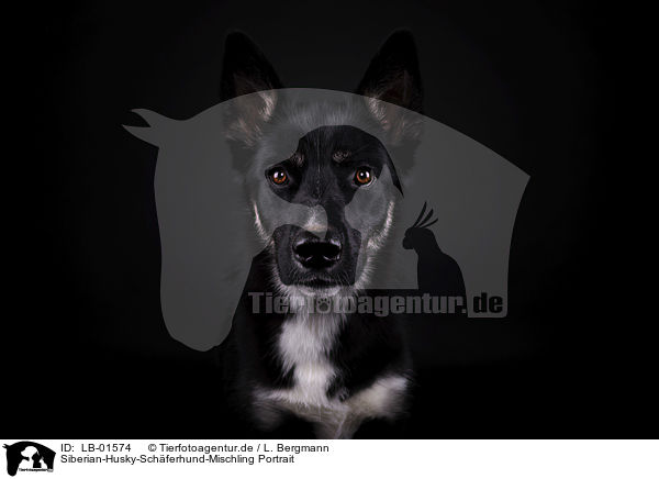 Siberian-Husky-Schferhund-Mischling Portrait / Siberian-Husky-Shepherd-Mongrel portrait / LB-01574