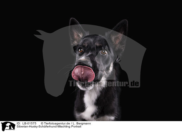 Siberian-Husky-Schferhund-Mischling Portrait / Siberian-Husky-Shepherd-Mongrel portrait / LB-01575