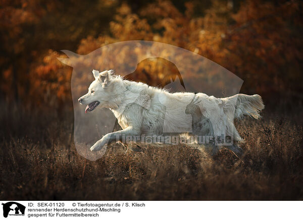 rennender Herdenschutzhund-Mischling / running Livestock-Guardian-Dog-Mongrel / SEK-01120