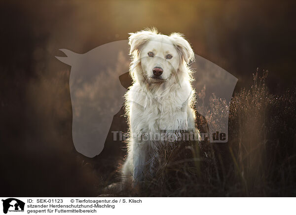 sitzender Herdenschutzhund-Mischling / sitting Livestock-Guardian-Dog-Mongrel / SEK-01123