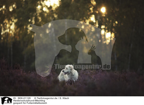 Herdenschutzhund-Mischling / Livestock-Guardian-Dog-Mongrel / SEK-01126