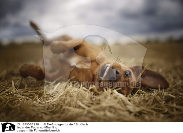 liegender Podenco-Mischling / lying Podenco-Mongrel / SEK-01238