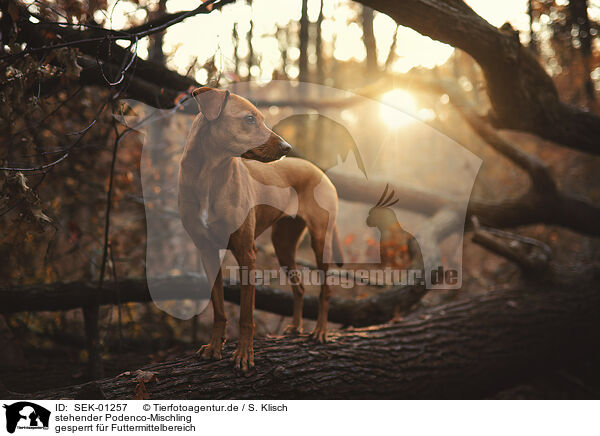 stehender Podenco-Mischling / standing Podenco-Mongrel / SEK-01257