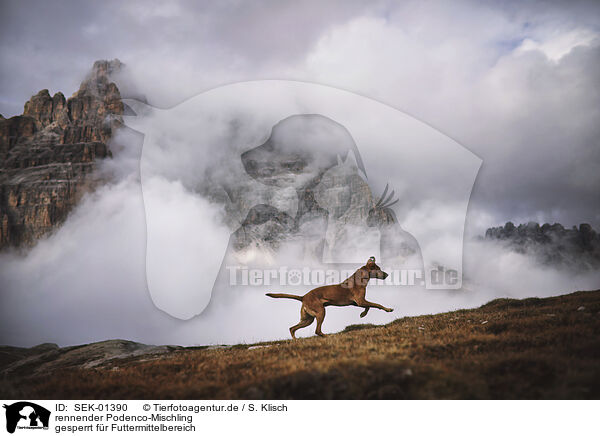 rennender Podenco-Mischling / SEK-01390