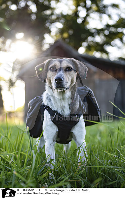 stehender Bracken-Mischling / standing Bracke-Mongrel / KAM-01081