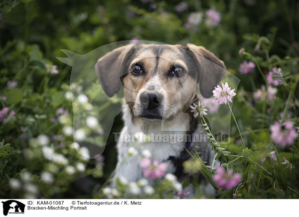 Bracken-Mischling Portrait / Bracke-Mongrel portrait / KAM-01087