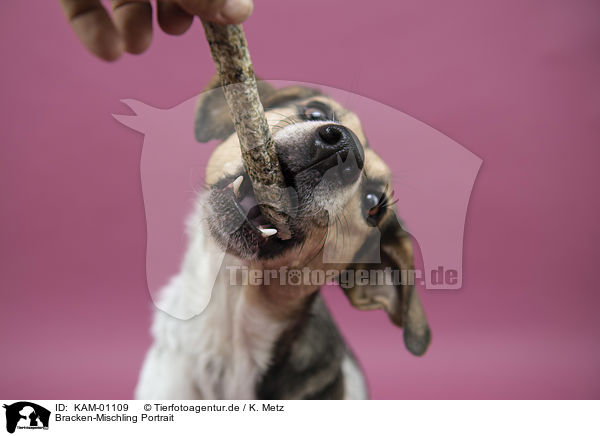 Bracken-Mischling Portrait / Bracke-Mongrel portrait / KAM-01109