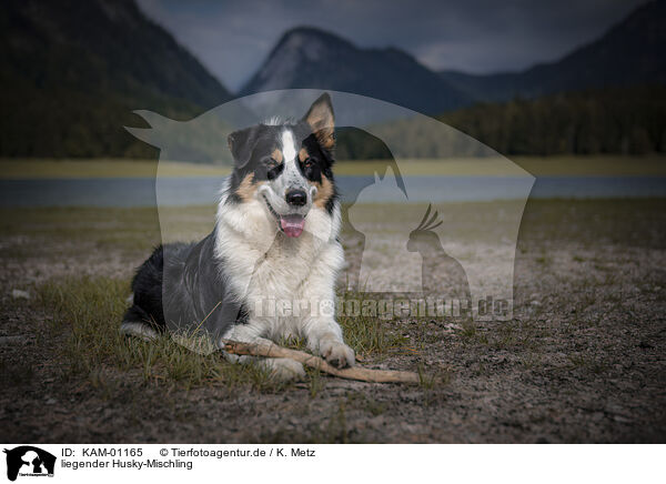 liegender Husky-Mischling / lying Husky-Mongrel / KAM-01165
