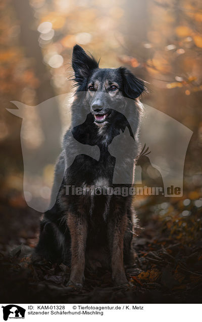 sitzender Schferhund-Mischling / sitting Shepherd-Mongrel / KAM-01328
