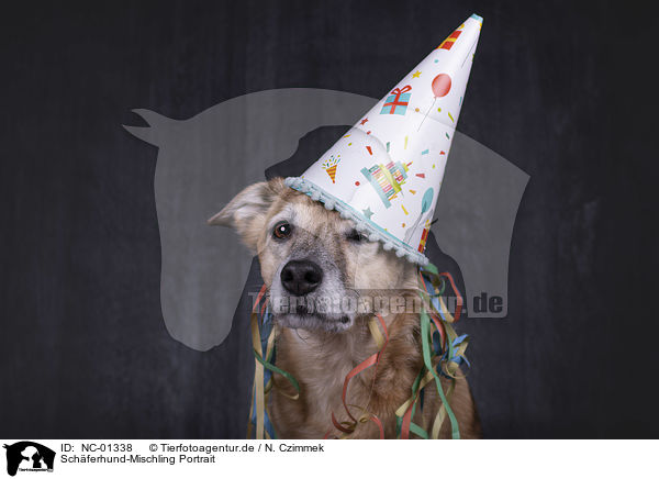 Schferhund-Mischling Portrait / Shepherd-Mongrel portrait / NC-01338