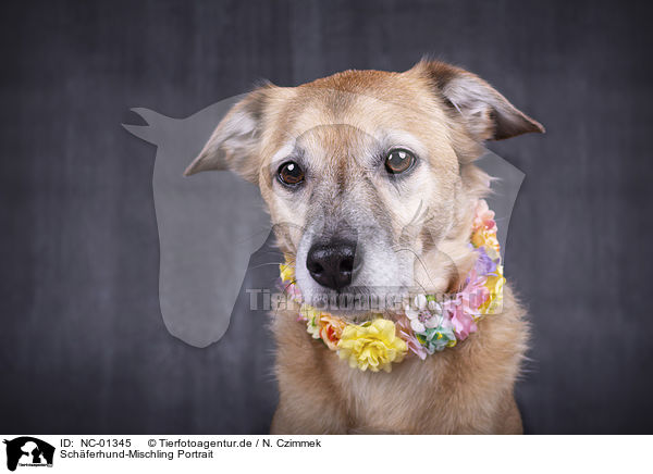 Schferhund-Mischling Portrait / Shepherd-Mongrel portrait / NC-01345