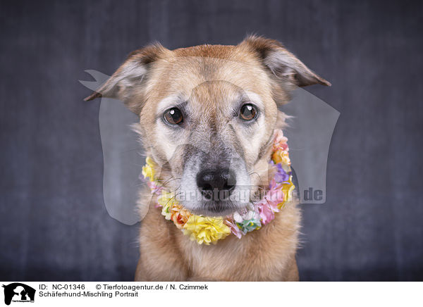 Schferhund-Mischling Portrait / Shepherd-Mongrel portrait / NC-01346
