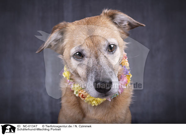 Schferhund-Mischling Portrait / Shepherd-Mongrel portrait / NC-01347