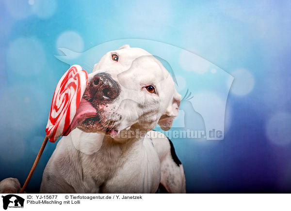Pitbull-Mischling mit Lolli / Pitbull-Mongrel with lollipop / YJ-15677