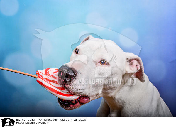 Pitbull-Mischling Portrait / Pitbull-Mongrel portrait / YJ-15683