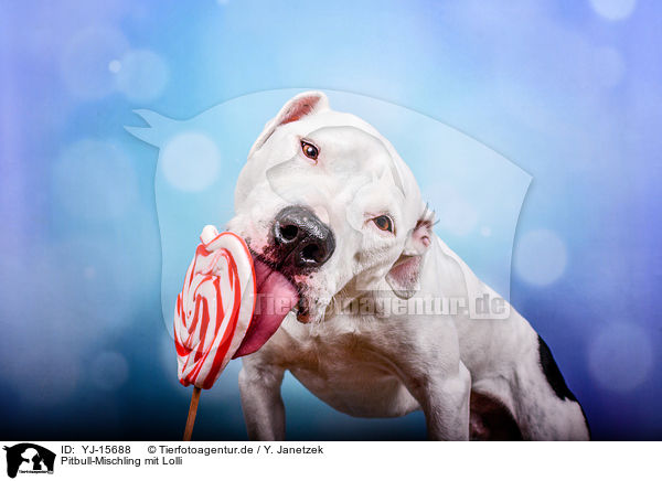 Pitbull-Mischling mit Lolli / Pitbull-Mongrel with lollipop / YJ-15688