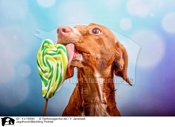 Jagdhund-Mischling Portrait / Gundog-Mongrel portrait / YJ-15690