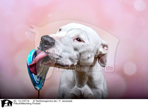 Pitbull-Mischling Portrait / YJ-15714