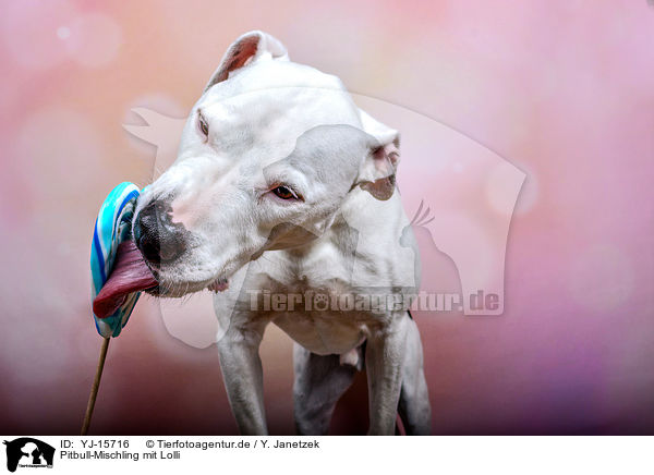 Pitbull-Mischling mit Lolli / Pitbull-Mongrel with lollipop / YJ-15716