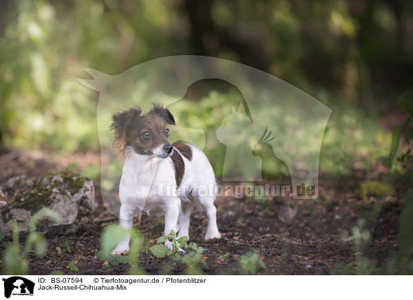 Jack-Russell-Chihuahua-Mix / Jack-Russell-Chihuahua-Mongrel / BS-07594
