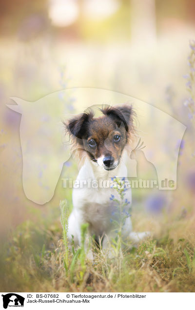 Jack-Russell-Chihuahua-Mix / Jack-Russell-Chihuahua-Mongrel / BS-07682