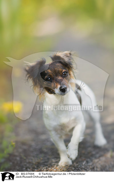 Jack-Russell-Chihuahua-Mix / Jack-Russell-Chihuahua-Mongrel / BS-07684