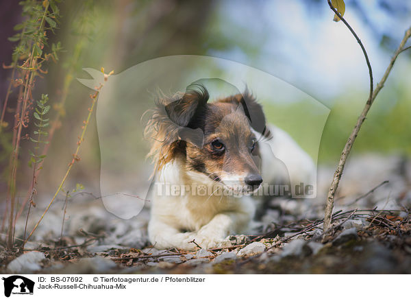 Jack-Russell-Chihuahua-Mix / Jack-Russell-Chihuahua-Mongrel / BS-07692