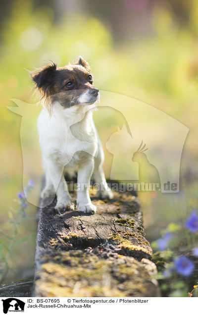 Jack-Russell-Chihuahua-Mix / Jack-Russell-Chihuahua-Mongrel / BS-07695