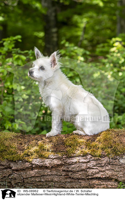 sitzender Malteser-West-Highland-White-Terrier-Mischling / sitting Maltese-West-Highland-White-Terrier-Mongrel / WS-08962