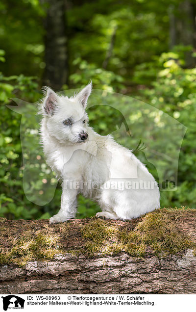 sitzender Malteser-West-Highland-White-Terrier-Mischling / sitting Maltese-West-Highland-White-Terrier-Mongrel / WS-08963