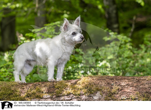 stehender Malteser-West-Highland-White-Terrier-Mischling / standing Maltese-West-Highland-White-Terrier-Mongrel / WS-08965
