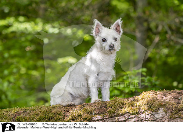 sitzender Malteser-West-Highland-White-Terrier-Mischling / sitting Maltese-West-Highland-White-Terrier-Mongrel / WS-08966