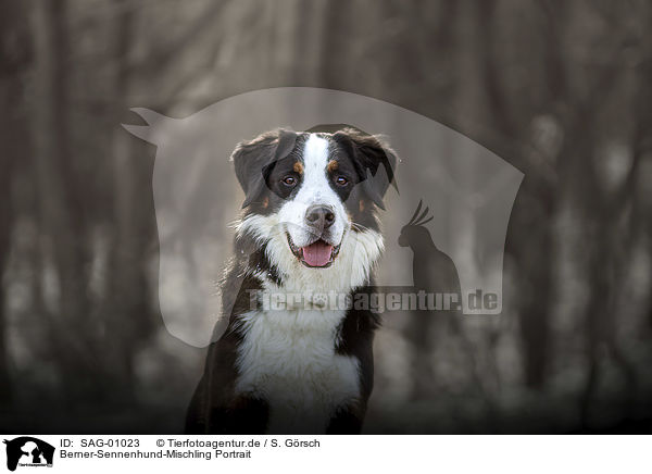 Berner-Sennenhund-Mischling Portrait / Bernese-Mountain-Dog-Mongrel portrait / SAG-01023