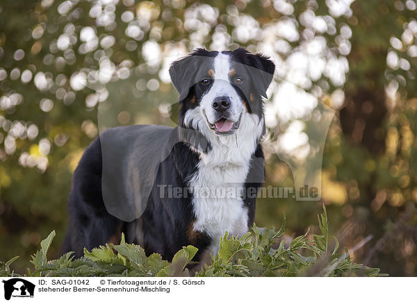 stehender Berner-Sennenhund-Mischling / standing Bernese-Mountain-Dog-Mongrel / SAG-01042