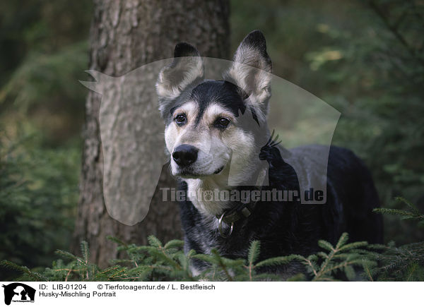 Husky-Mischling Portrait / Husky-Mongrel portrait / LIB-01204