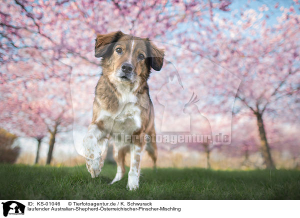 laufender Australian-Shepherd-�sterreichischer-Pinscher-Mischling / walking Australian-Shepherd-Austrian-Pinscher-Mongrel / KS-01046
