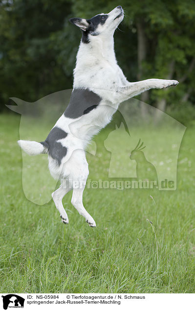 springender Jack-Russell-Terrier-Mischling / jumping Jack-Russell-Terrier-Mongrel / NS-05984
