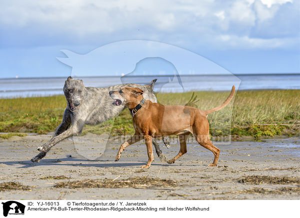 American-Pit-Bull-Terrier-Rhodesian-Ridgeback-Mischling mit Irischer Wolfshund / YJ-16013